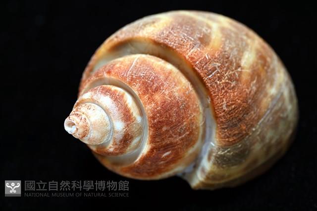 深溝鳳螺藏品圖，第9張