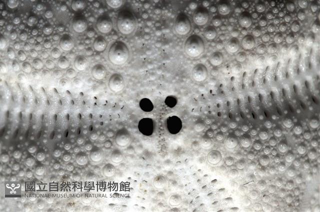 脊背壺海膽藏品圖，第9張