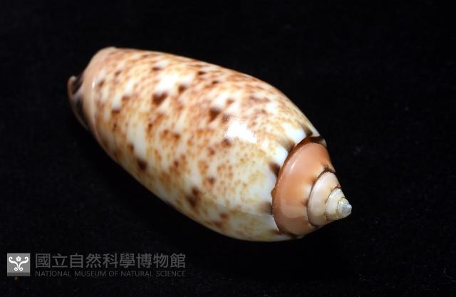 登錄號:007819-00132藏品圖，第9張