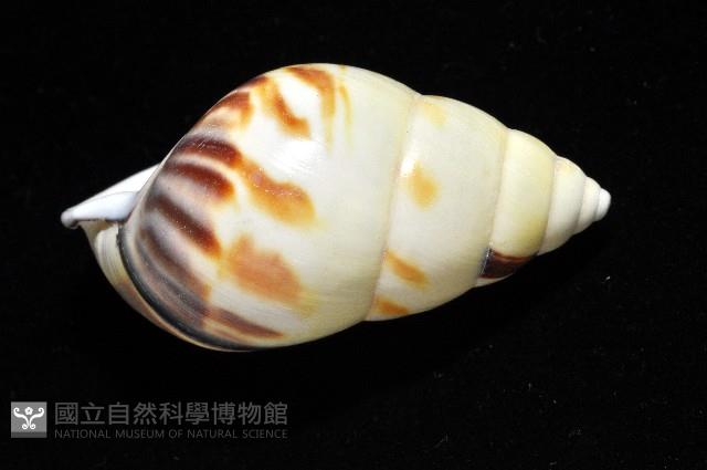 雙旋蝸牛藏品圖，第9張
