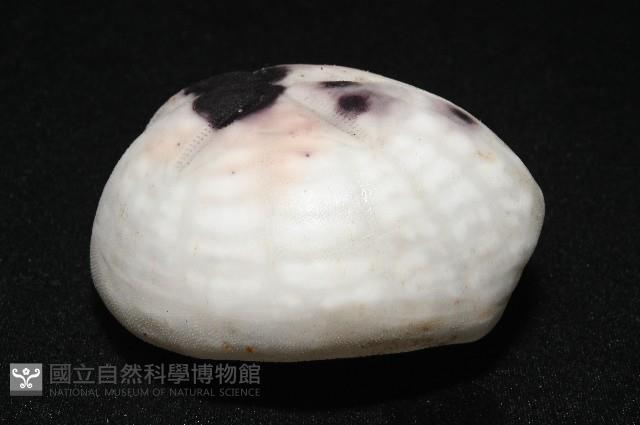 心形緣帶海膽藏品圖，第9張