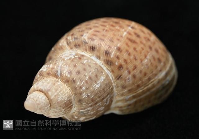 南非鳳螺藏品圖，第9張