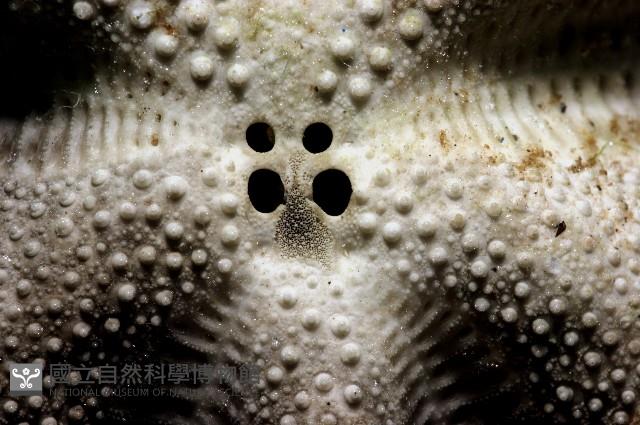 脊背壺海膽藏品圖，第29張