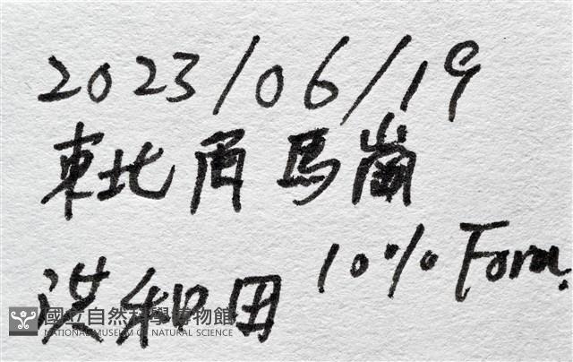 尖棘篩海盤車藏品圖，第29張