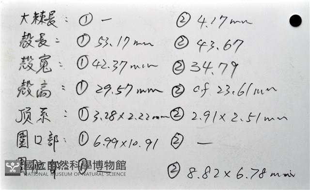 心形海壺藏品圖，第29張