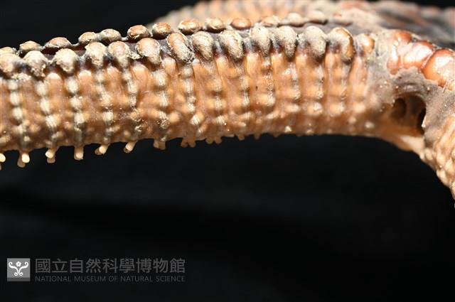 鞭枝蛇尾藏品圖，第31張