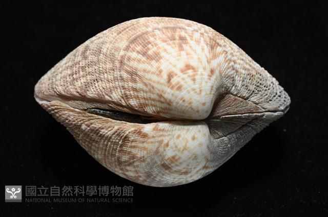 千妮簾蛤藏品圖，第11張