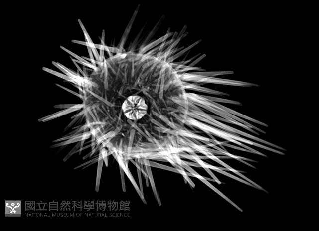 口鰓海膽藏品圖，第11張