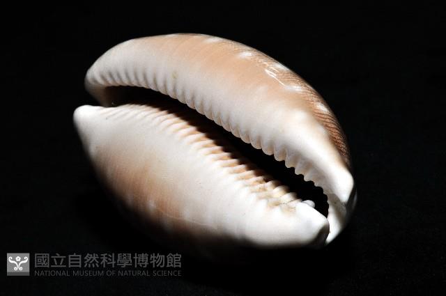 白星寶螺藏品圖，第11張