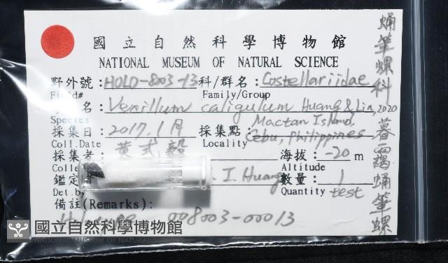 暮靄蛹筆螺藏品圖，第11張