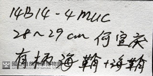 北極有柄海鞘藏品圖，第11張