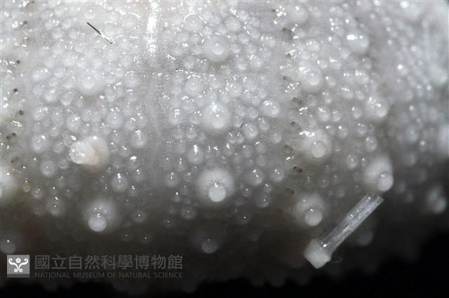 艾氏鋸海膽藏品圖，第11張