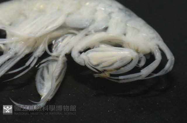 未知種深海鉤蝦藏品圖，第11張
