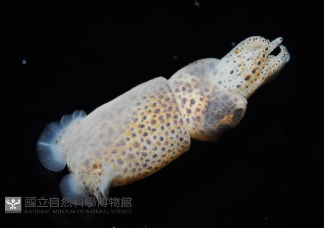 未知種微鰭烏賊藏品圖，第11張