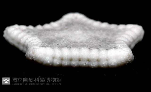 麵包海星(饅頭海星)藏品圖，第11張