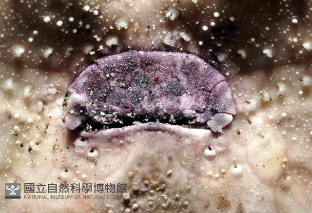 心形緣帶海膽藏品圖，第11張