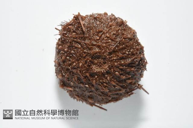 魯氏硬海膽藏品圖，第11張