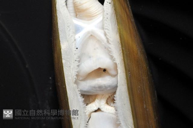 西施舌藏品圖，第11張