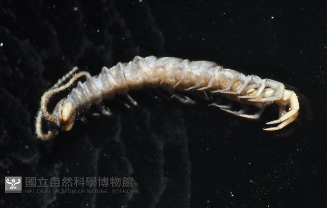 梅峰石蜈蚣藏品圖，第11張