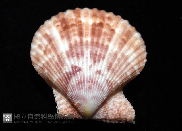 登錄號:007819-00083藏品圖，第11張