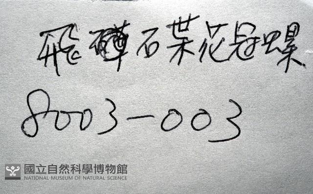 飛碟花冠螺藏品圖，第11張