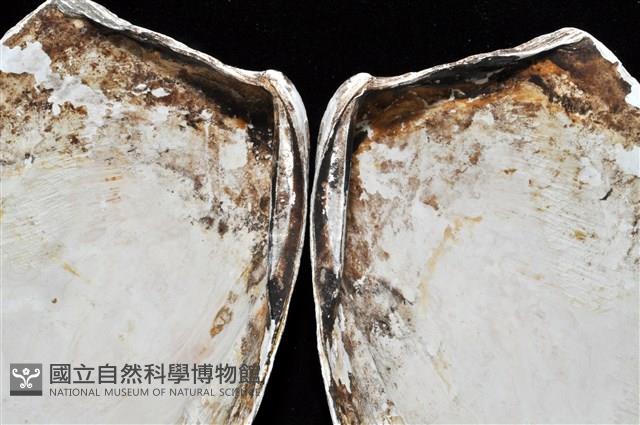 索足蛤藏品圖，第11張