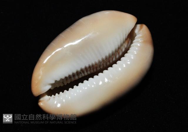 金棗寶螺藏品圖，第11張