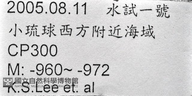 等節海百合之一種藏品圖，第11張