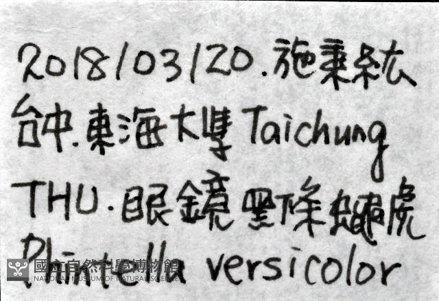 多色金毛蛛藏品圖，第11張