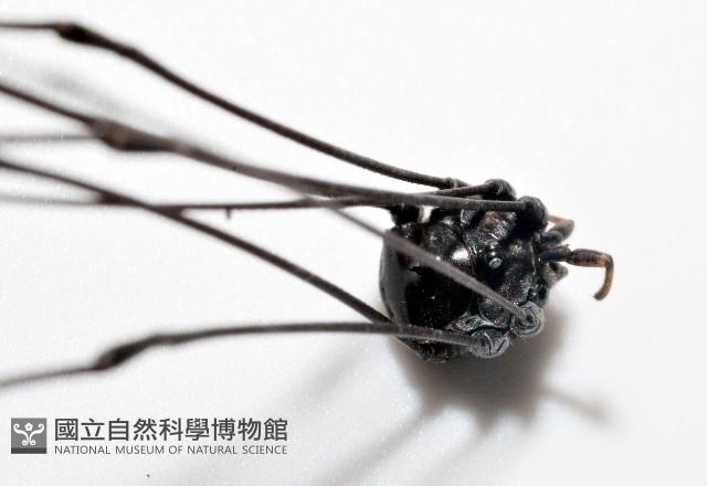 黑背偽盾刺盲蛛藏品圖，第11張
