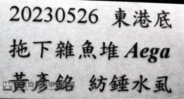 未知種紡錘水虱藏品圖，第11張
