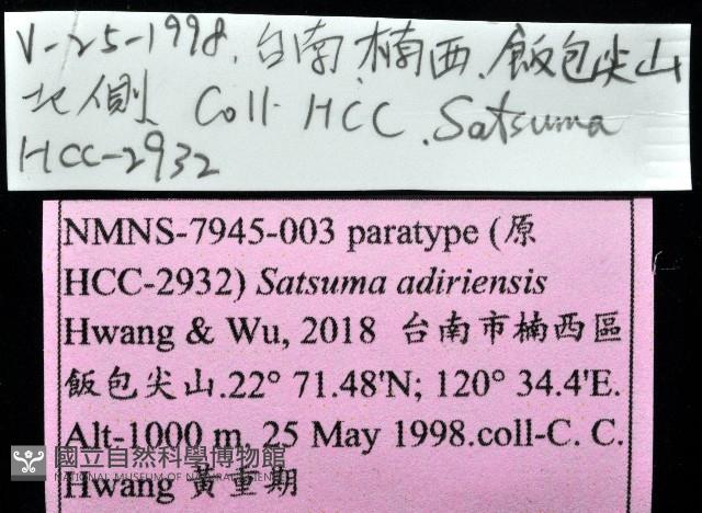 阿禮高腰蝸牛藏品圖，第11張
