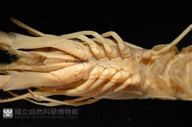 臺灣後海螯蝦藏品圖，第11張