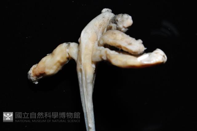 未知種鈍矢海鰓藏品圖，第11張