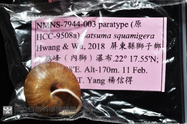 鱗高腰蝸牛(鱗菱蝸牛)藏品圖，第11張