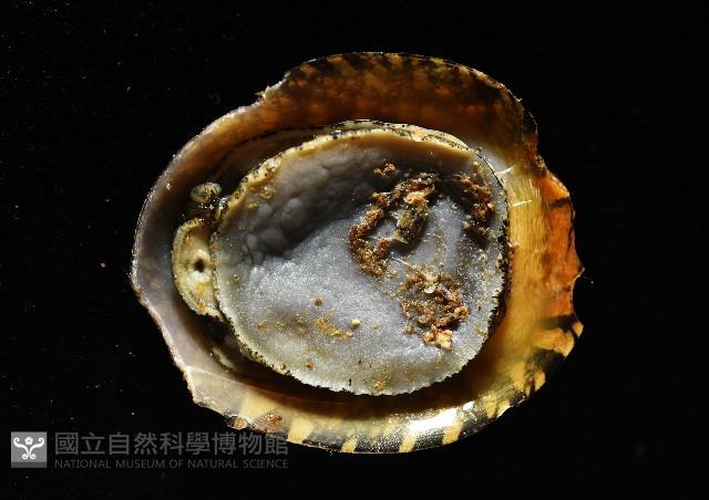 壁蜑螺藏品圖，第11張