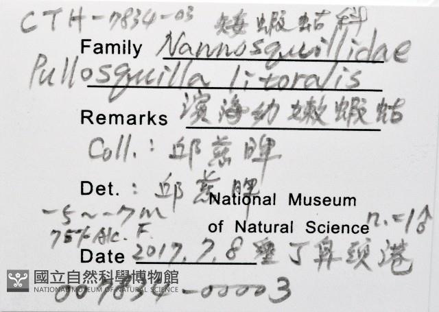濱海幼嫩蝦蛄藏品圖，第11張