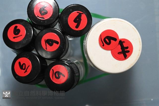 基翬闊沙蠶藏品圖，第11張