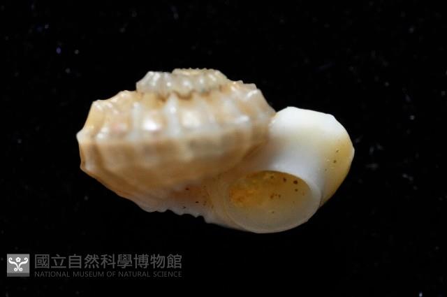 鋼石花冠螺藏品圖，第11張