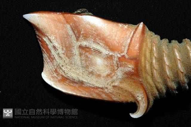 司氏鎧茗荷藏品圖，第11張