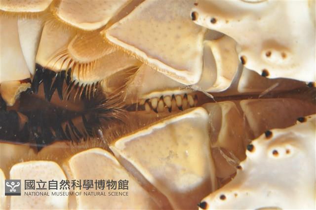 詹姆士巨深水虱藏品圖，第11張
