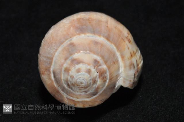 棕線渦螺藏品圖，第11張
