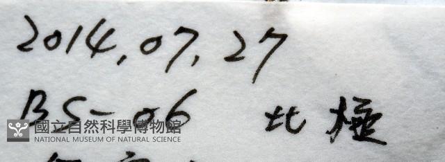 未知種海鞘藏品圖，第11張