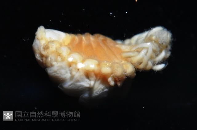 中華淺鰓虱藏品圖，第11張