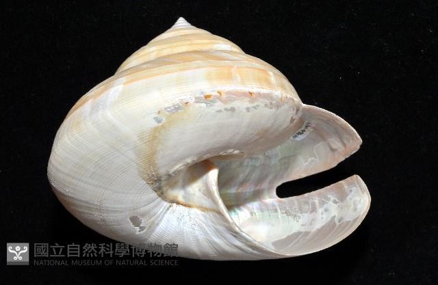 寺町翁戎螺藏品圖，第11張