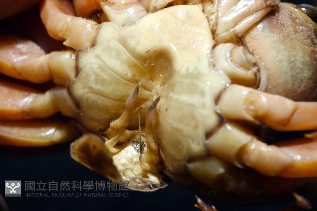拉氏明溪蟹藏品圖，第11張