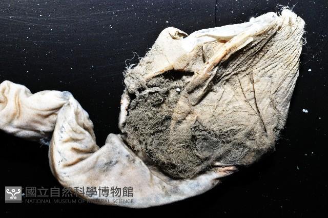 盔形水母之一種藏品圖，第11張