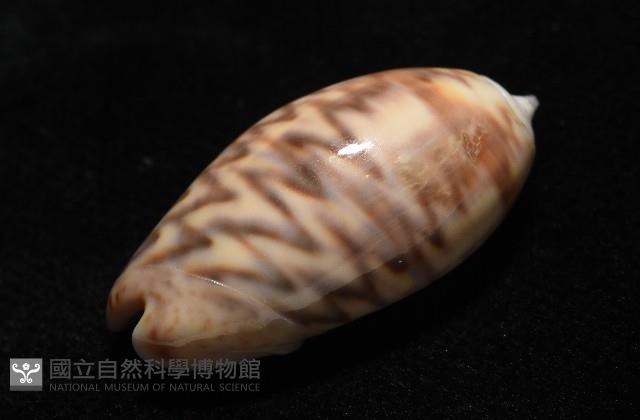 泡形榧螺藏品圖，第11張