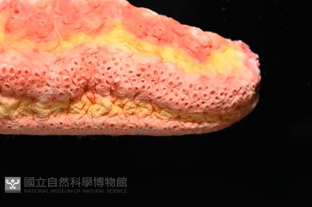 可疑翼手參藏品圖，第11張
