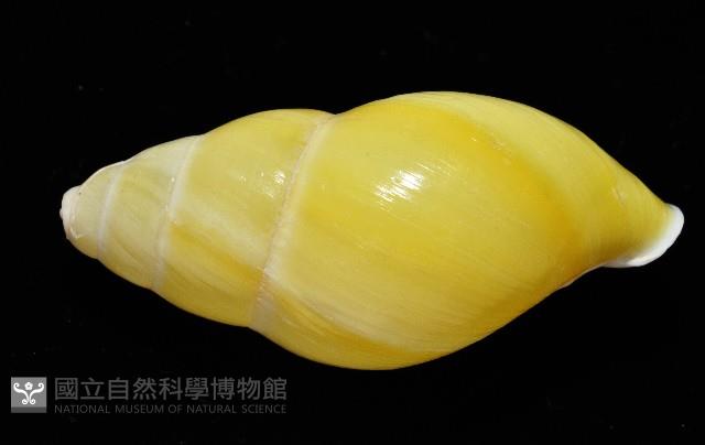 黃雙旋蝸牛藏品圖，第11張